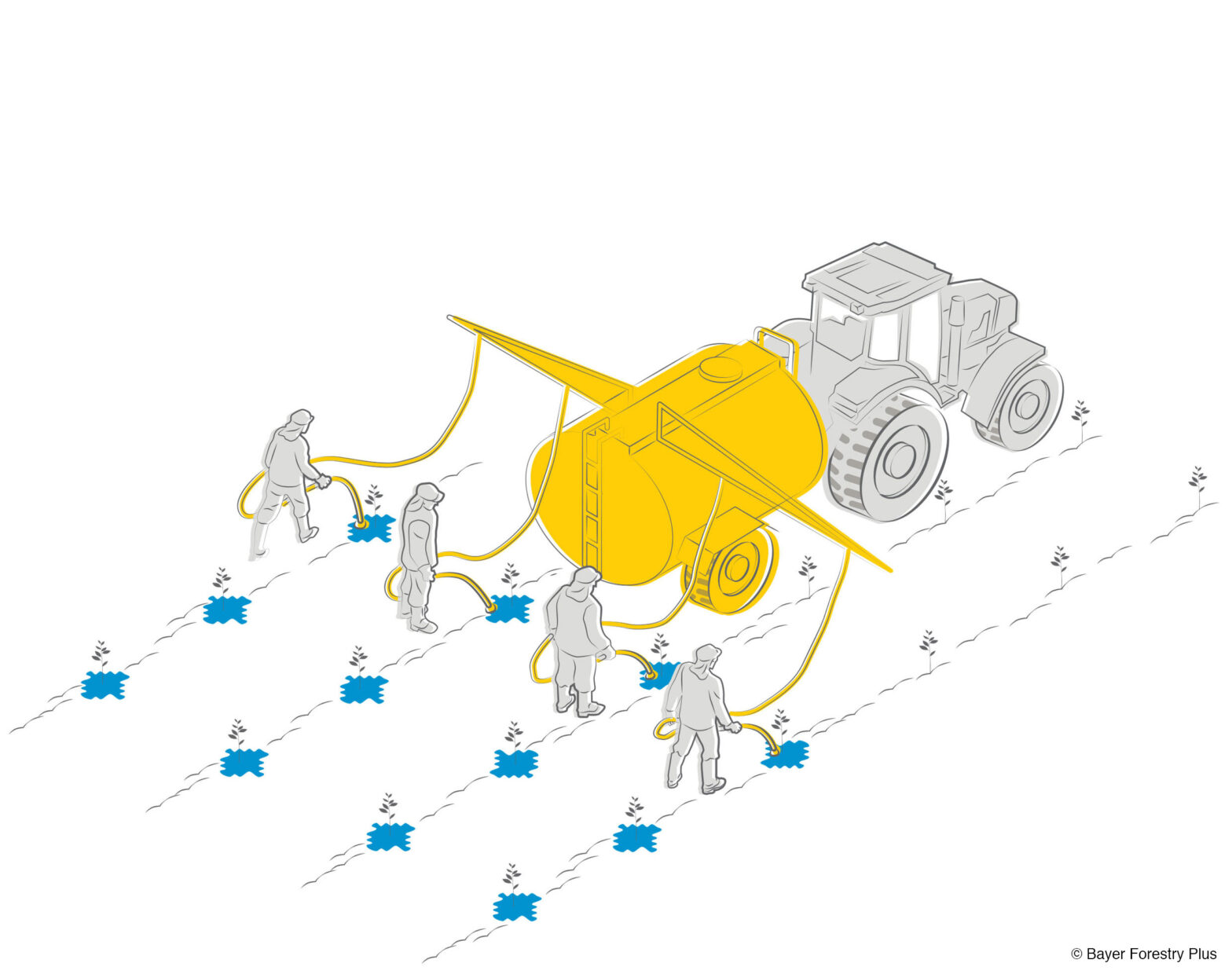 Forestry Production Cycle